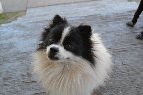 Cuidado! Seu cão se lembra de tudo que você fez
