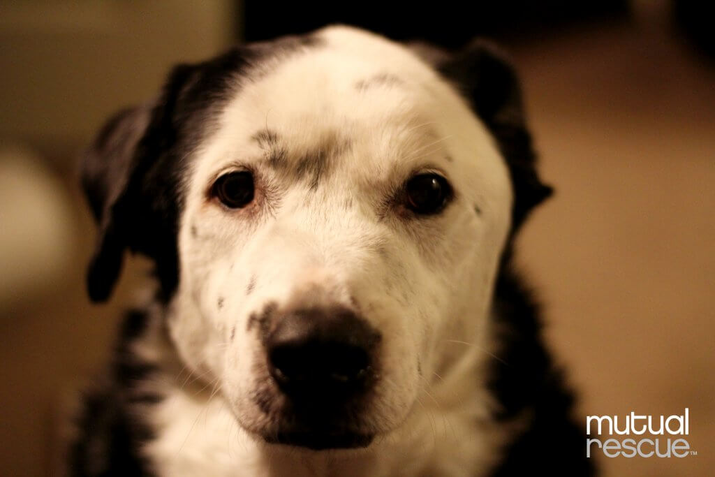 Como um cão salvou a vida de seu dono obeso