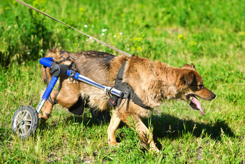 Veja como é a vida dos cachorros em cadeira de rodas