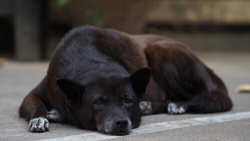 Os cães idosos e a Síndrome de Disfunção Cognitiva