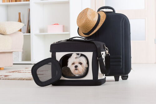 Quanto custa viajar de avião com um animal de estimação