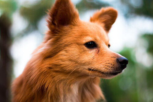 Os primeiros 6 signos do horóscopo canino