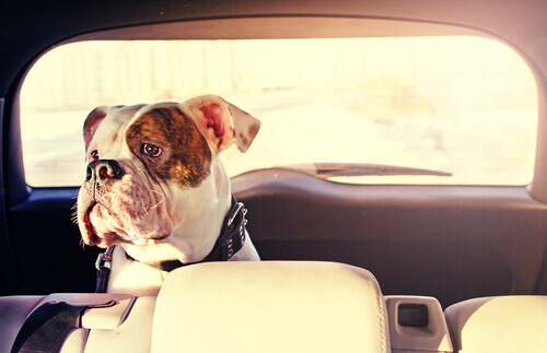 Como evitar o mal-estar de seu cão no carro