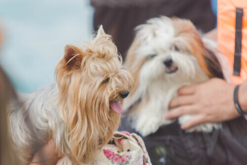 Como falar com seu animal de estimação