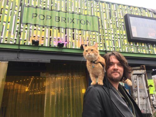Bob, um gato de rua