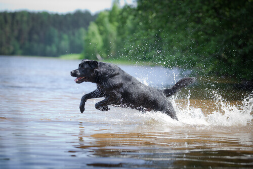 Um labrador resgatou dois cães de uma canoa