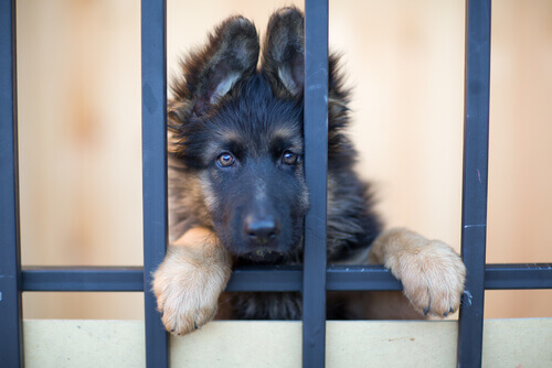 O que você deve saber antes de adotar um cão adulto?