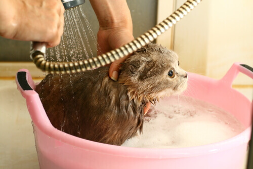 Com que frequência um gato deve tomar banho?