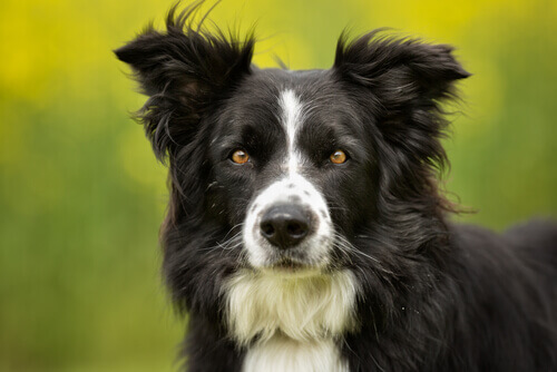 Border Collie, uma raça peculiar e atraente