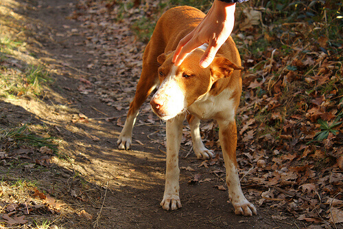 Encontram seu cão abandonado, mas não querem de volta