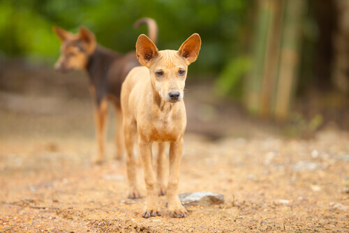 Homenagem aos cães abandonados no México