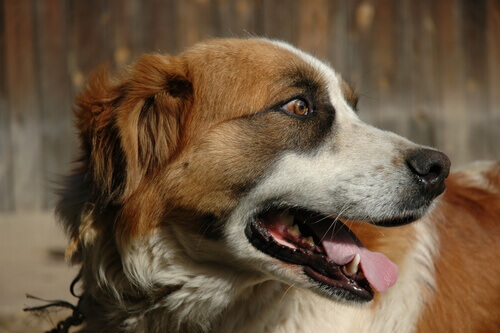 Como tratar as náuseas do meu cachorro