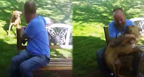 Um cão não reconhece o dono depois de ele perder 20 quilos