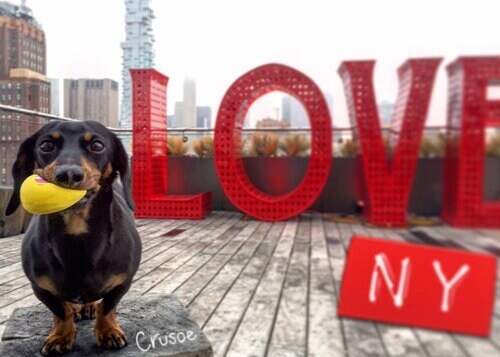 Conheça o cão salsicha que limpa as ruas de Nova York