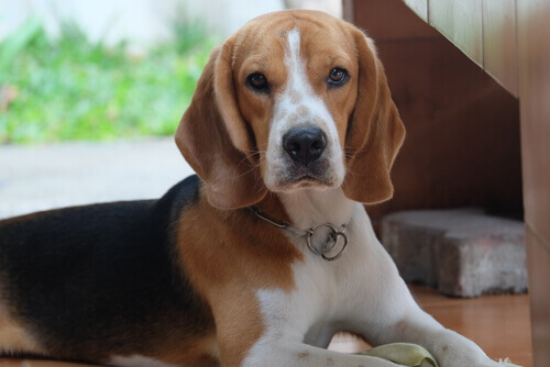 Saiba mais sobre as consultas veterinárias online!