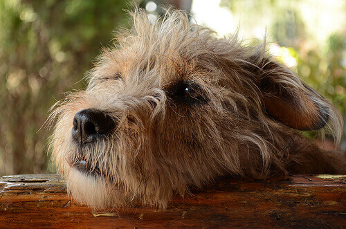 Os cães podem sentir culpa por suas travessuras?
