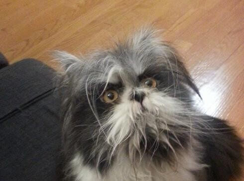 Um curioso animal do Twitter: é um cão ou um gato?