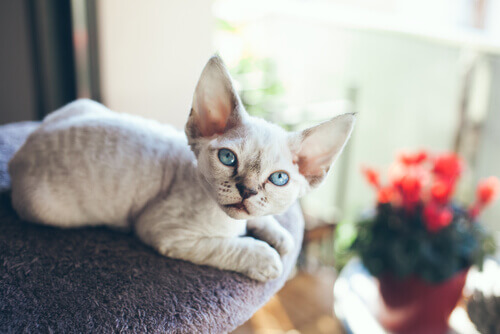 Devon Rex, um gato que sempre precisa de companhia