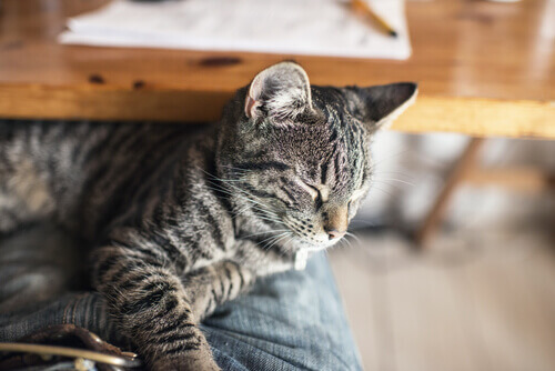 Como agir em caso de envenenamento em gatos