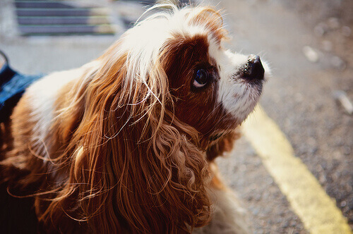 Falar com seu cão te torna mais inteligente