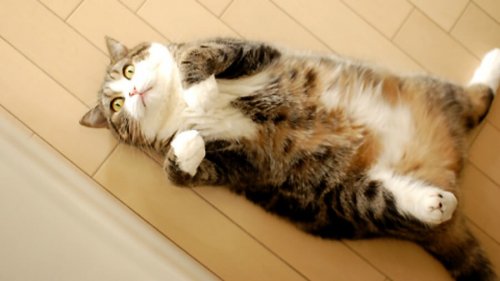 O gato estiloso que faz sucesso nas redes sociais