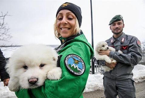 Três filhotes são resgatados após avalanche na Itália