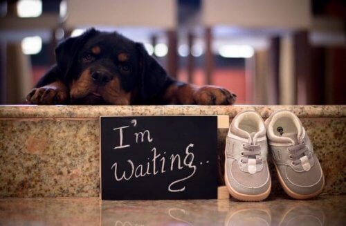 A resposta de futuros pais para a sugestão de se livrarem de seus cães