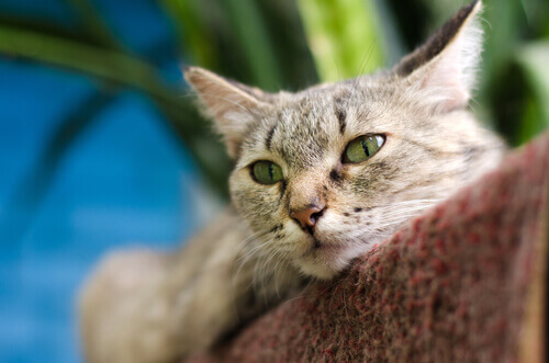 Os gatos podem se curar com o próprio ronronar