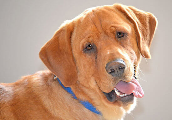 A história de Eastwood, o último cão do abrigo a ser adotado