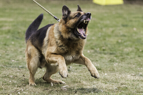 O meu animal de estimação é agressivo. O que eu posso fazer?