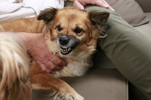 A agressividade não é culpa do seu cachorro