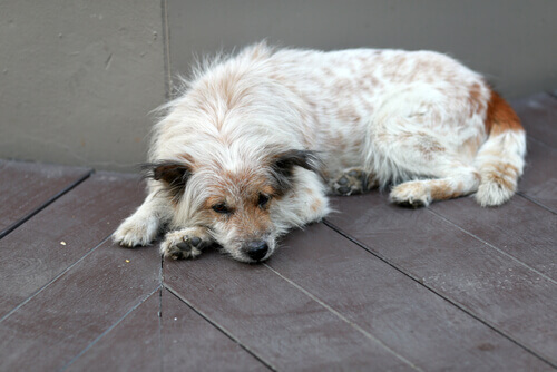 Como é possível saber que algo não vai bem com o seu cachorro