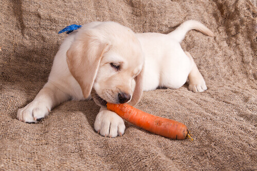Existem cachorros vegetarianos?