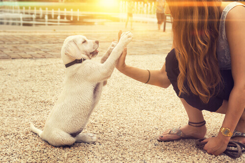 Existem cachorros canhotos?