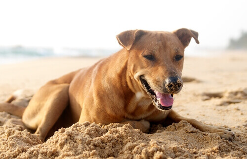 Um cão enterra seu irmão: imagens impactantes