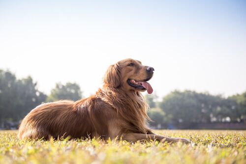 Como saber se o seu cão está bem de saúde observando as suas fezes?