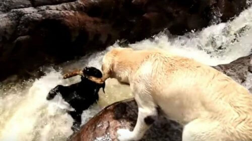 Cão salva outro de sua espécie, impedindo que ele se afogue num rio