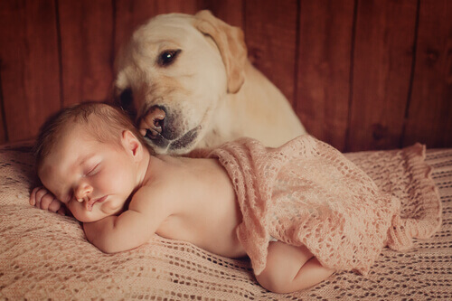 6 conselhos sobre como preparar o seu cachorro para a chegada de um bebê
