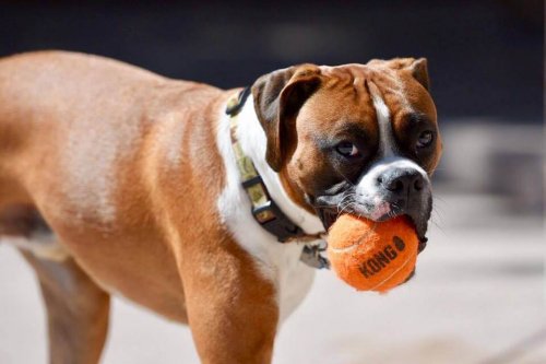 Kong: o novo brinquedo para cães