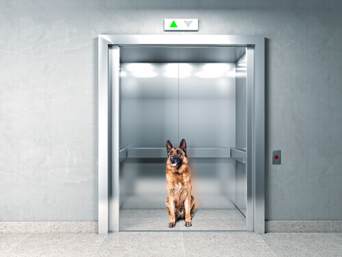 Depois de ficar preso dentro do elevador, um cachorro fez isto...