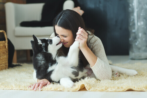 Os cães entendem os seus sentimentos
