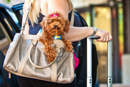 Você costuma viajar com seu cachorro? Então não se esqueça de baixar estes apps!