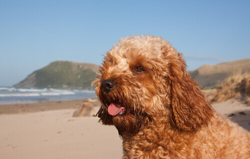 Cavoodle: uma raça de cachorro curiosa