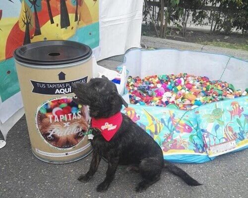 Recicle e ajude os animais!