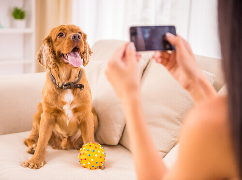 Você sabe tudo sobre o seu cão? Estes aplicativos poderão te ajudar