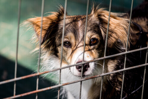 Conheça o cãozinho que auxilia na arrecadação de recursos para abrigos de animais