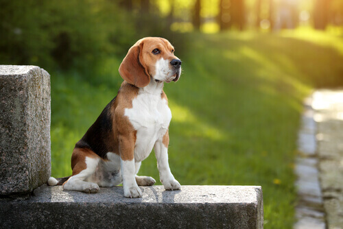 Beagle: descubra tudo sobre essa raÃ§a