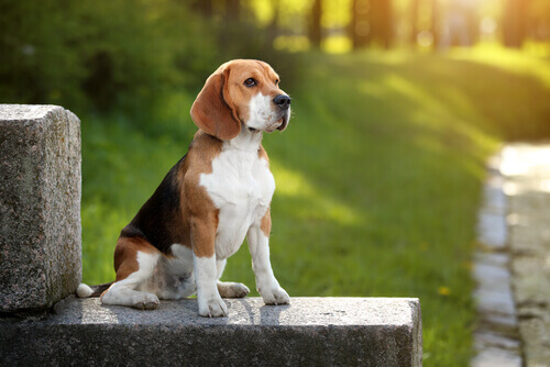 Beagle: descubra tudo sobre essa raça