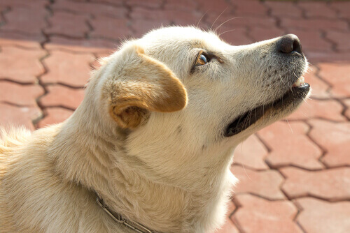 Os cães sabem que horas são? Sim, pelo nariz!