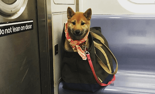 Como os donos fazem para levar seus cães no metrô de Nova Iorque?